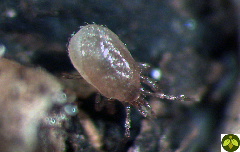 Statidaelaps Scimitus Mite  (25,000)