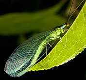 Lacewing Eggs