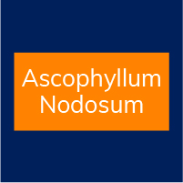 Ascophyllum Nodosum