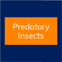 Predatory Insects