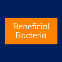 Beneficial Bacteria